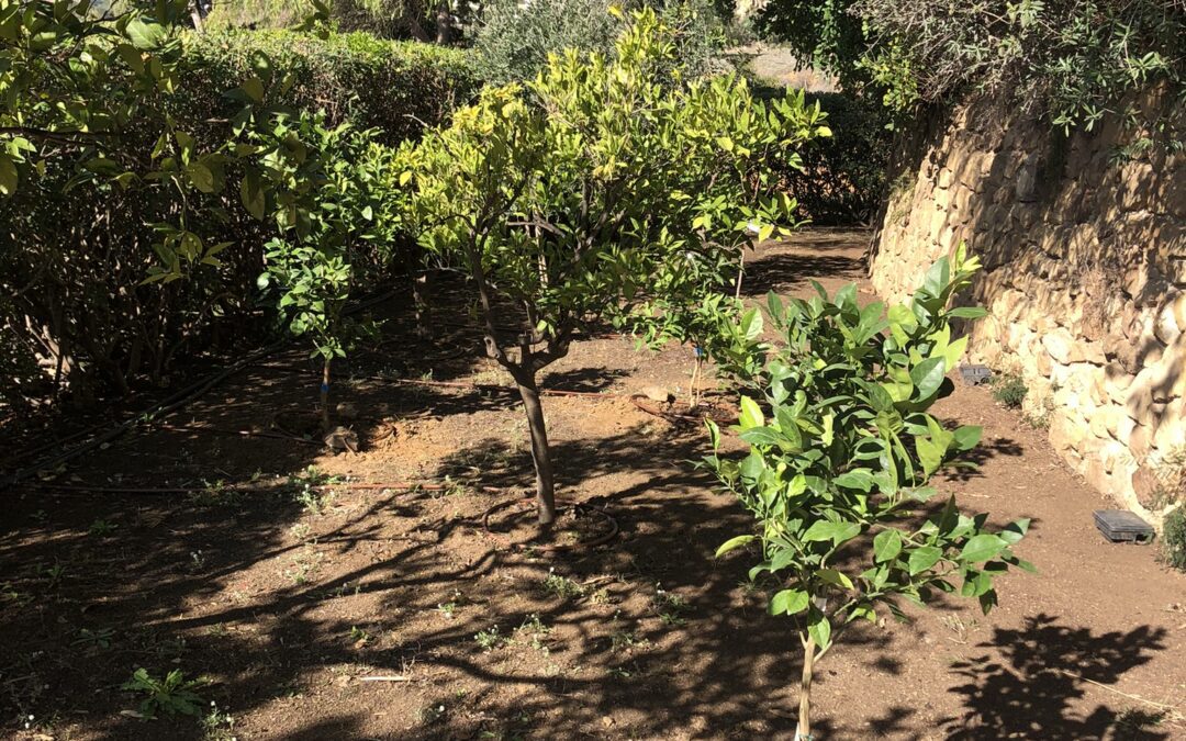 Wir haben die Obstplantage erweitert