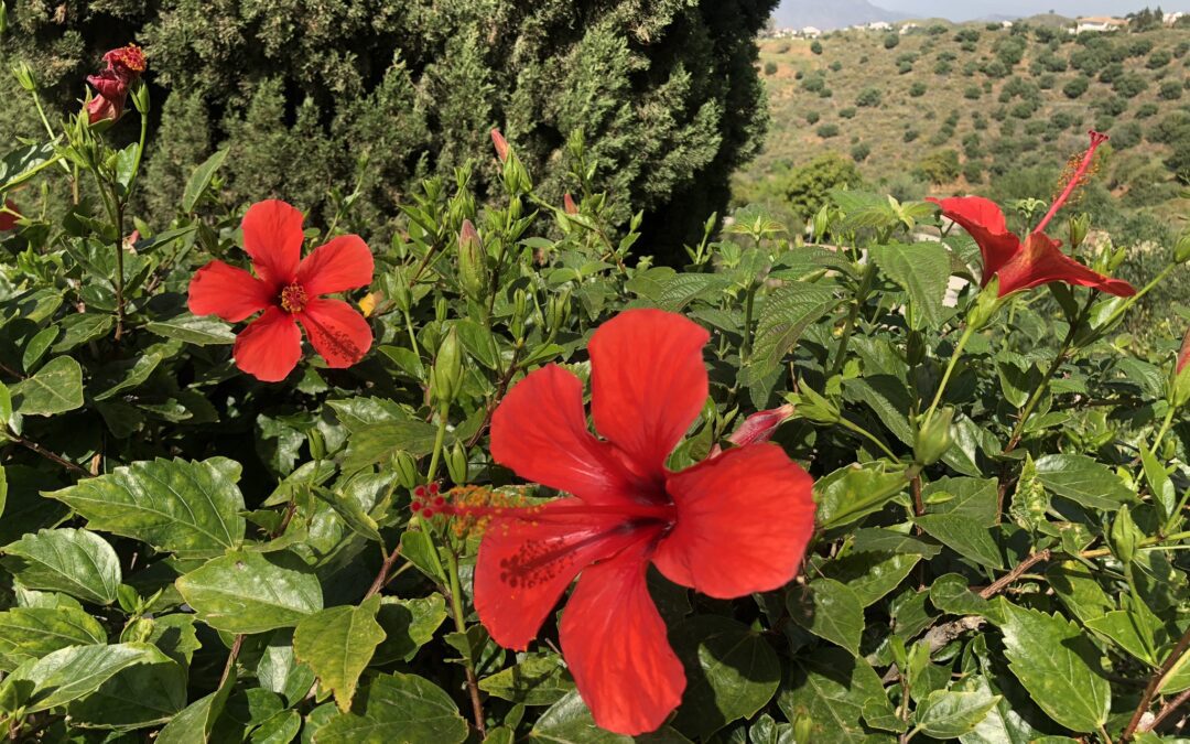 „Es grünt so grün, wenn Spaniens Blüten blühen“